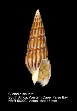 Clionella sinuata (3).jpg - Clionella sinuata (Born,1778)